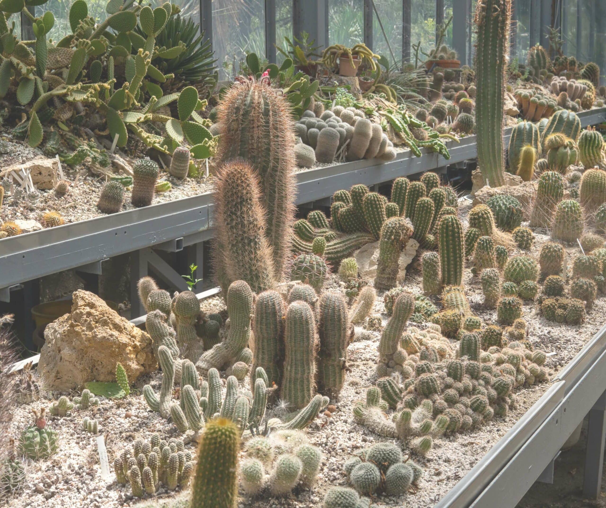 botanical garden hungary