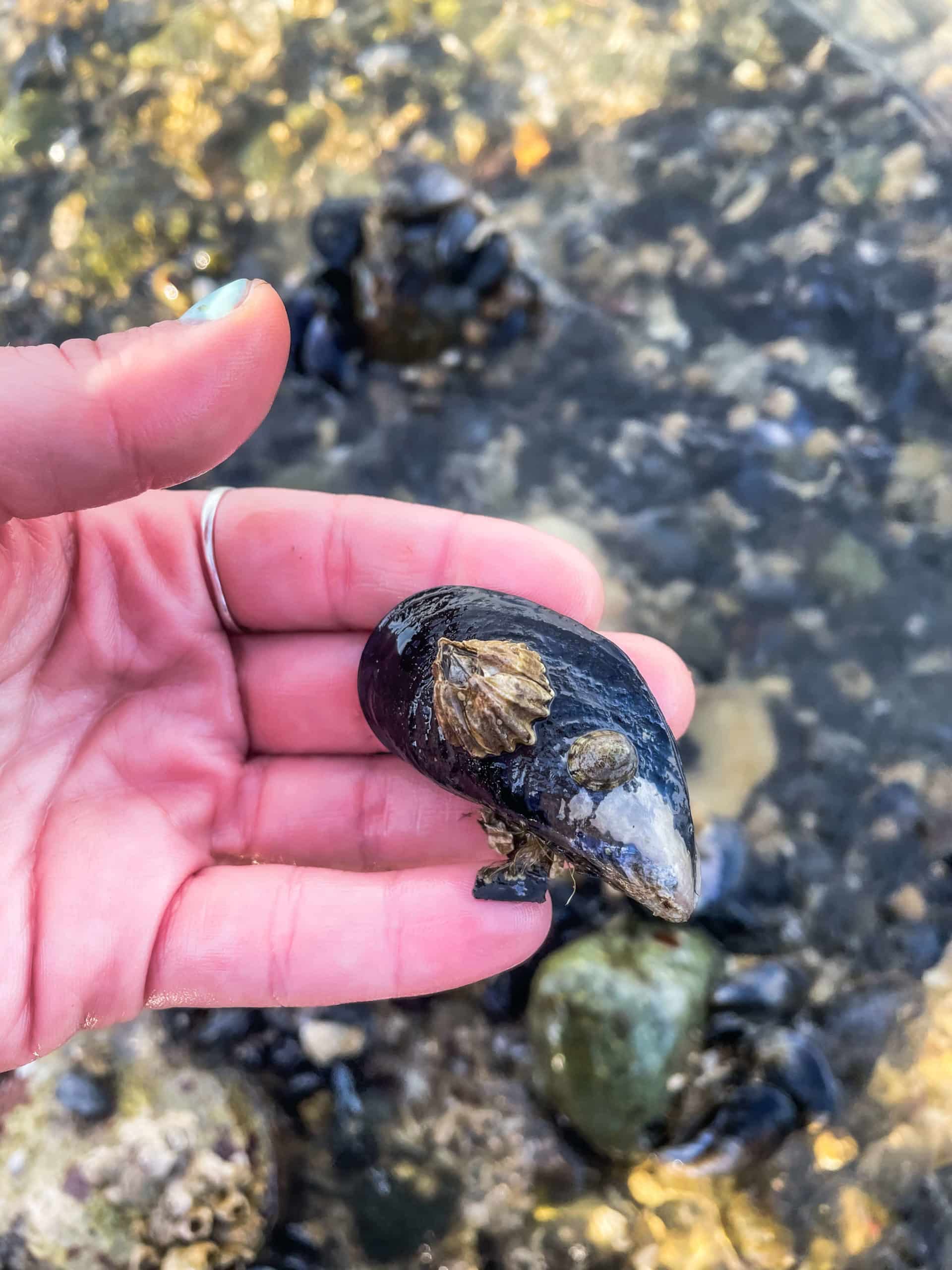 harvest mussels