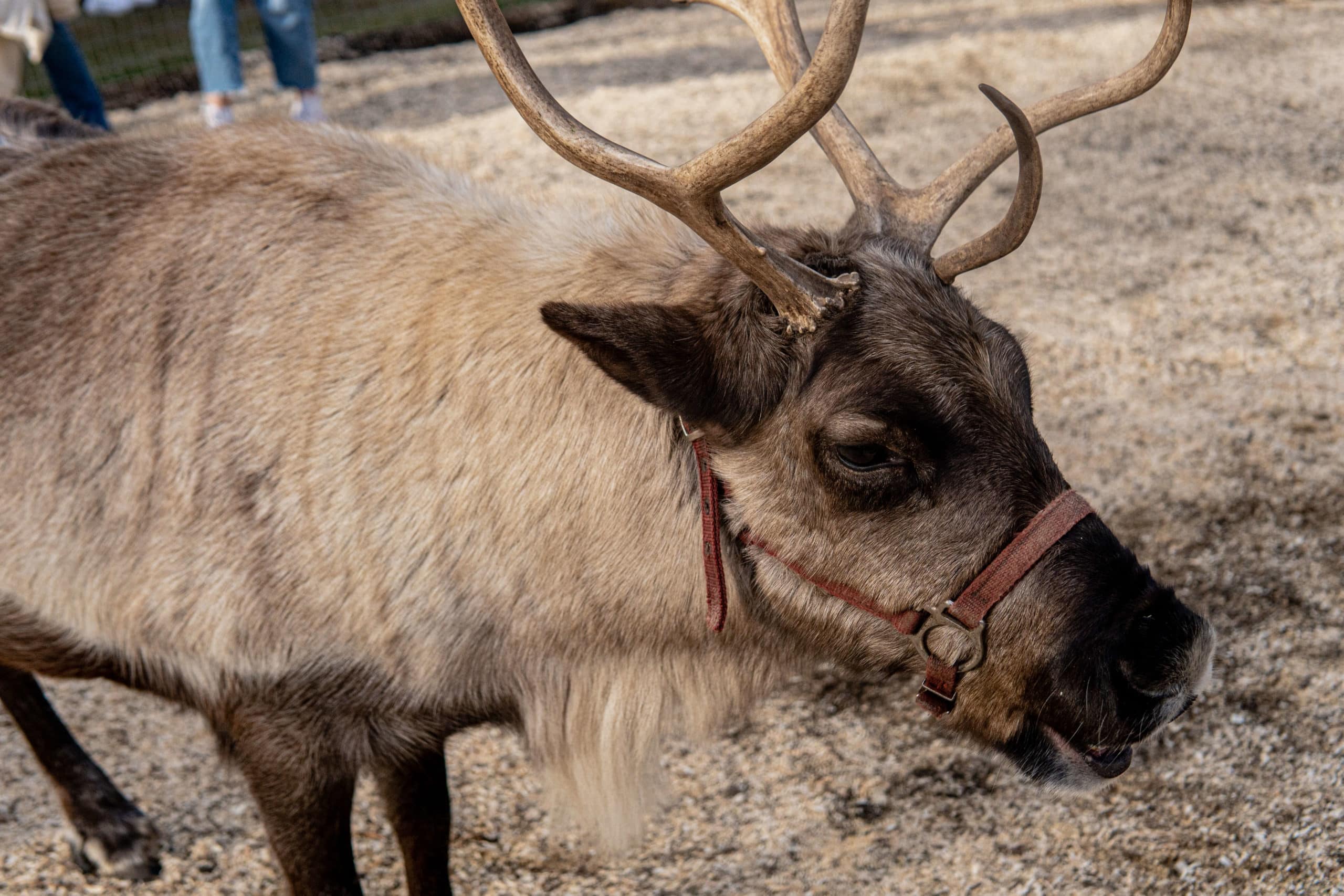 reindeer farm in leavenworth