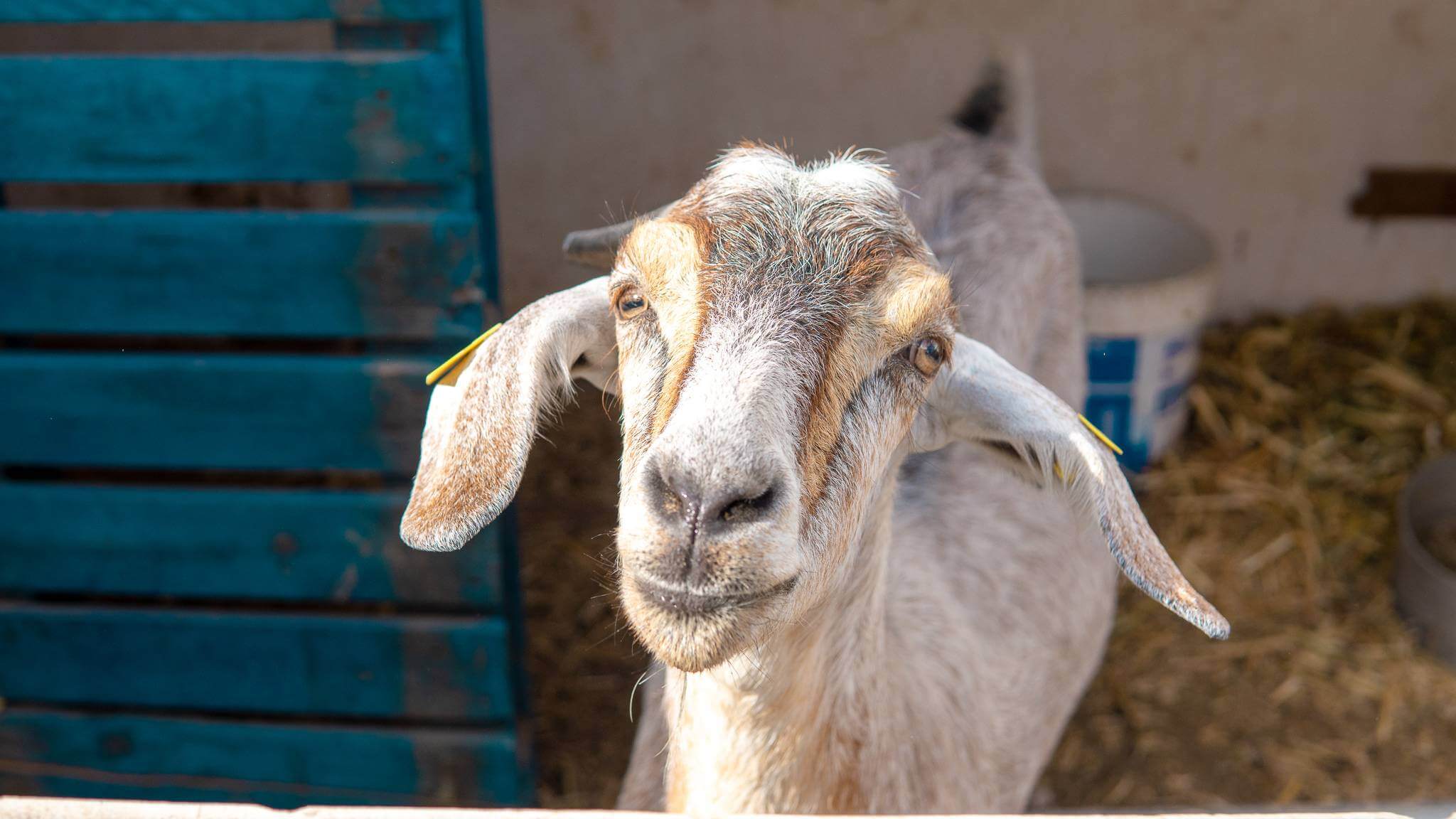 Goats in Fuerteventura