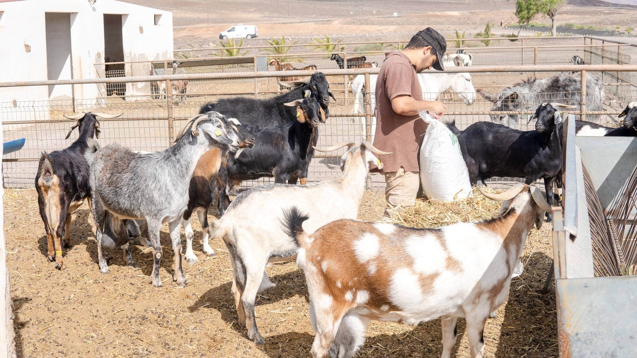 Fuerteventura goat farm