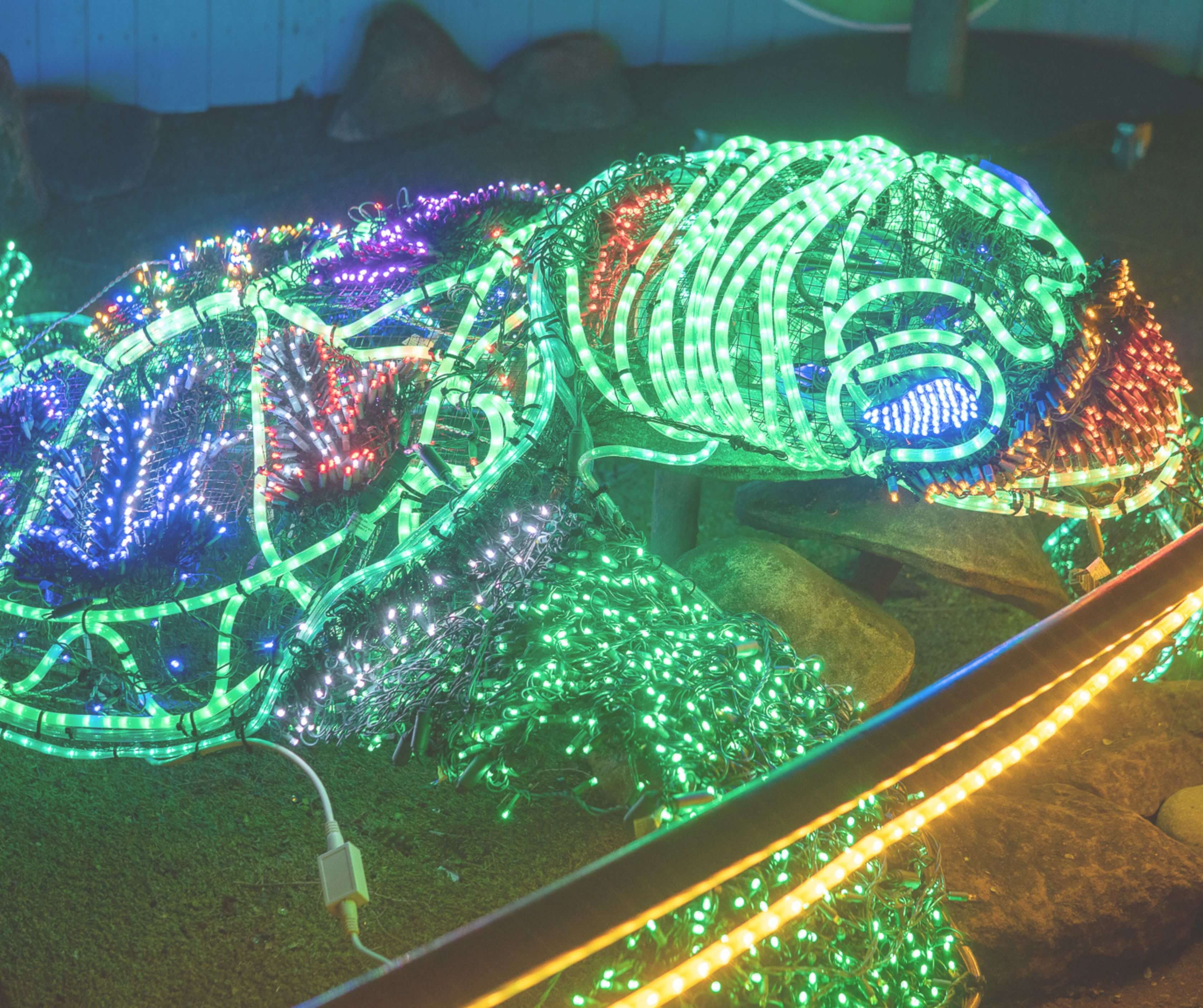 Garden d’Lights at Bellevue Botanical Garden