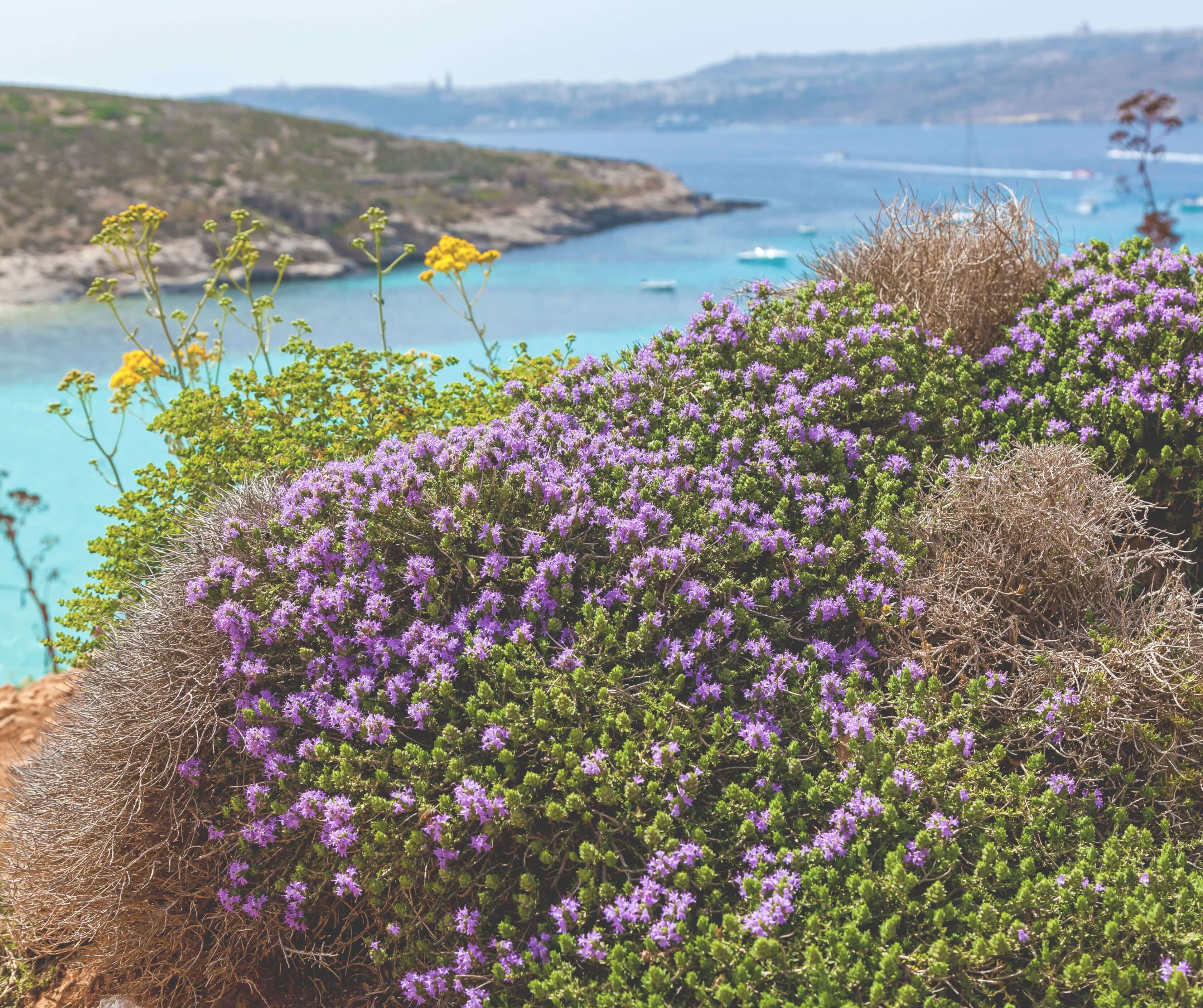 Malta: Comino, Blue Lagoon & Gozo - 2 Island Boat Cruise