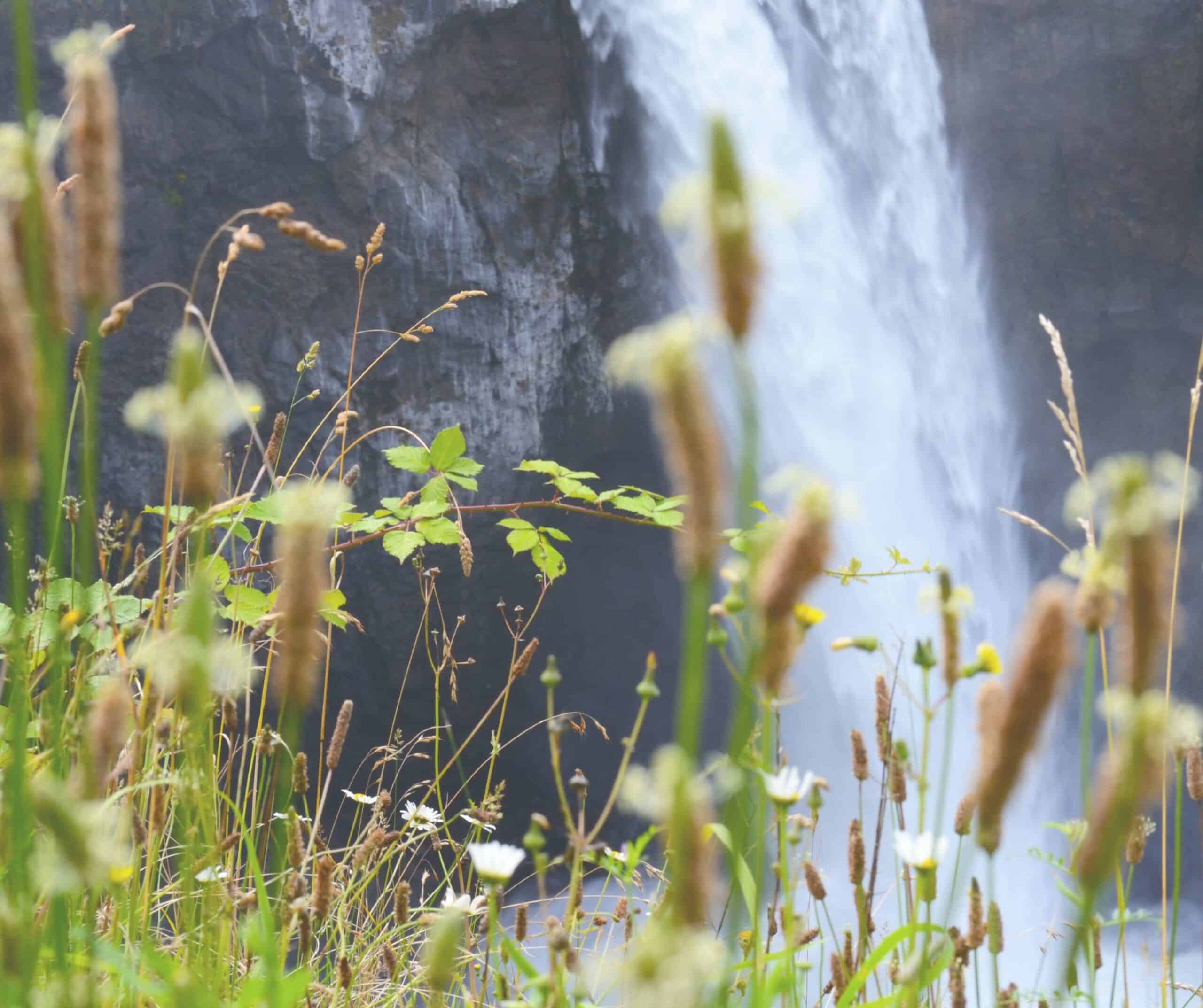 snoqualmie falls tours