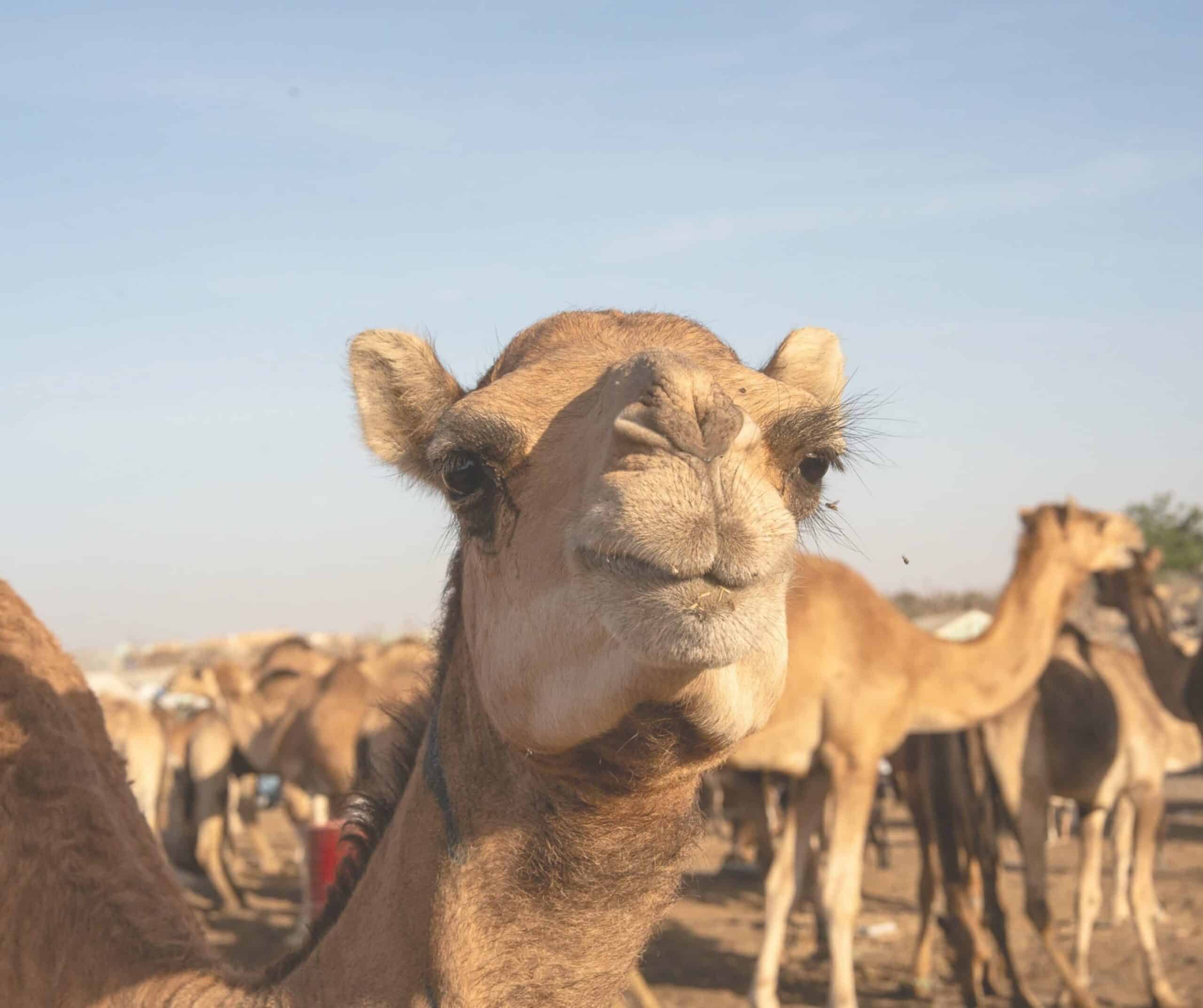 camel market Noukachott