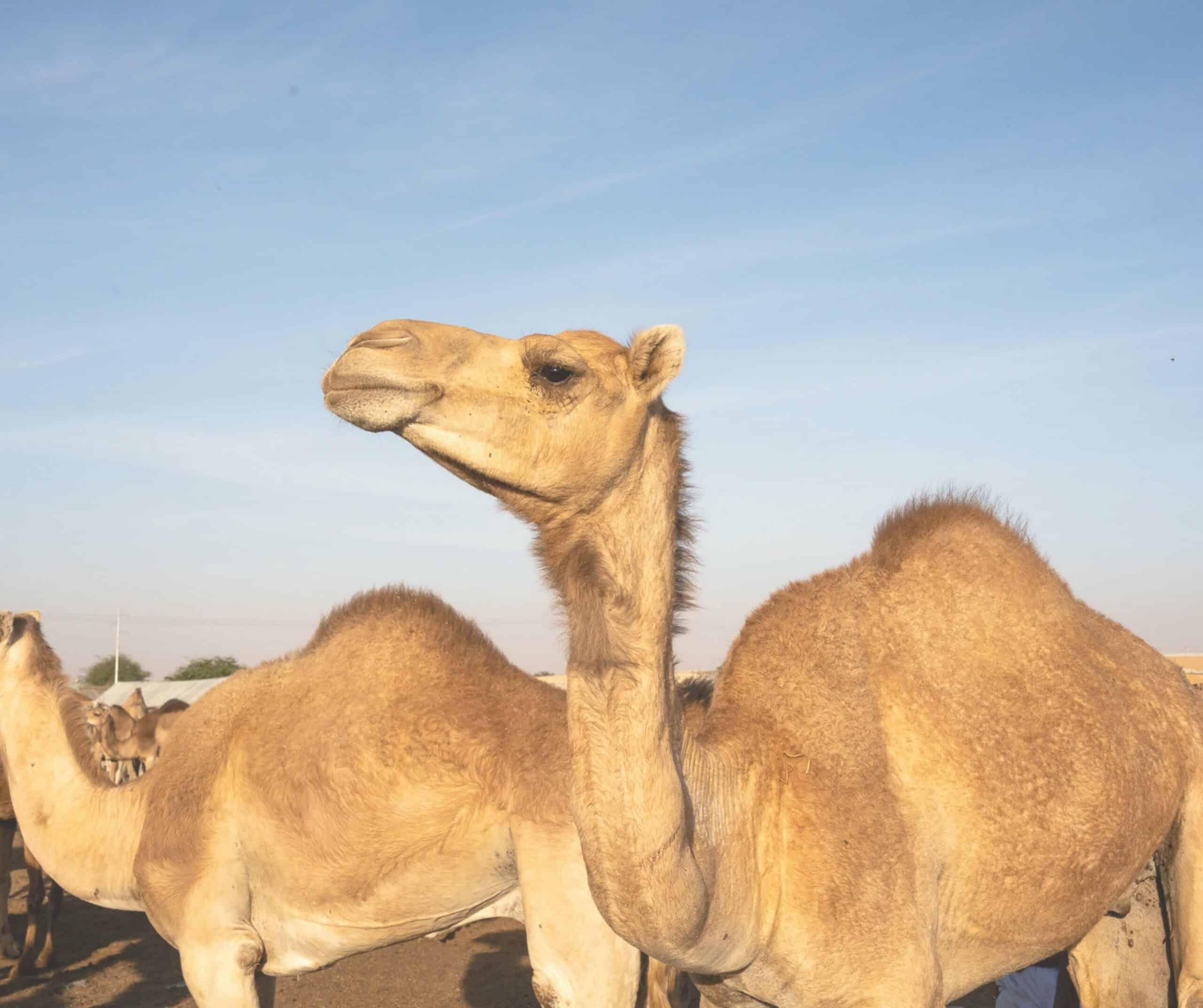 camel market nouakchott