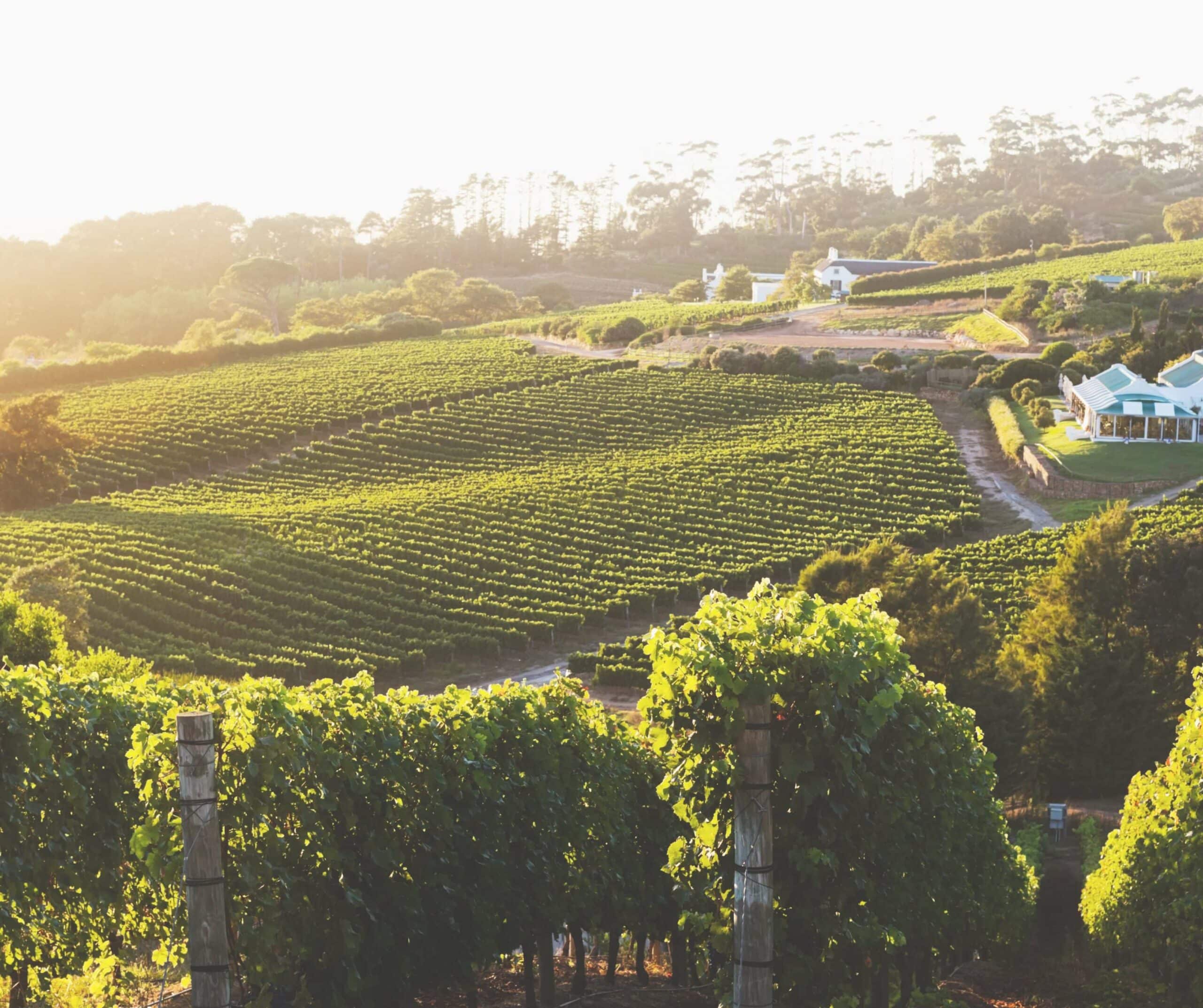 Cape Town: Full Day Winelands Tour With Wine Tasting & Food