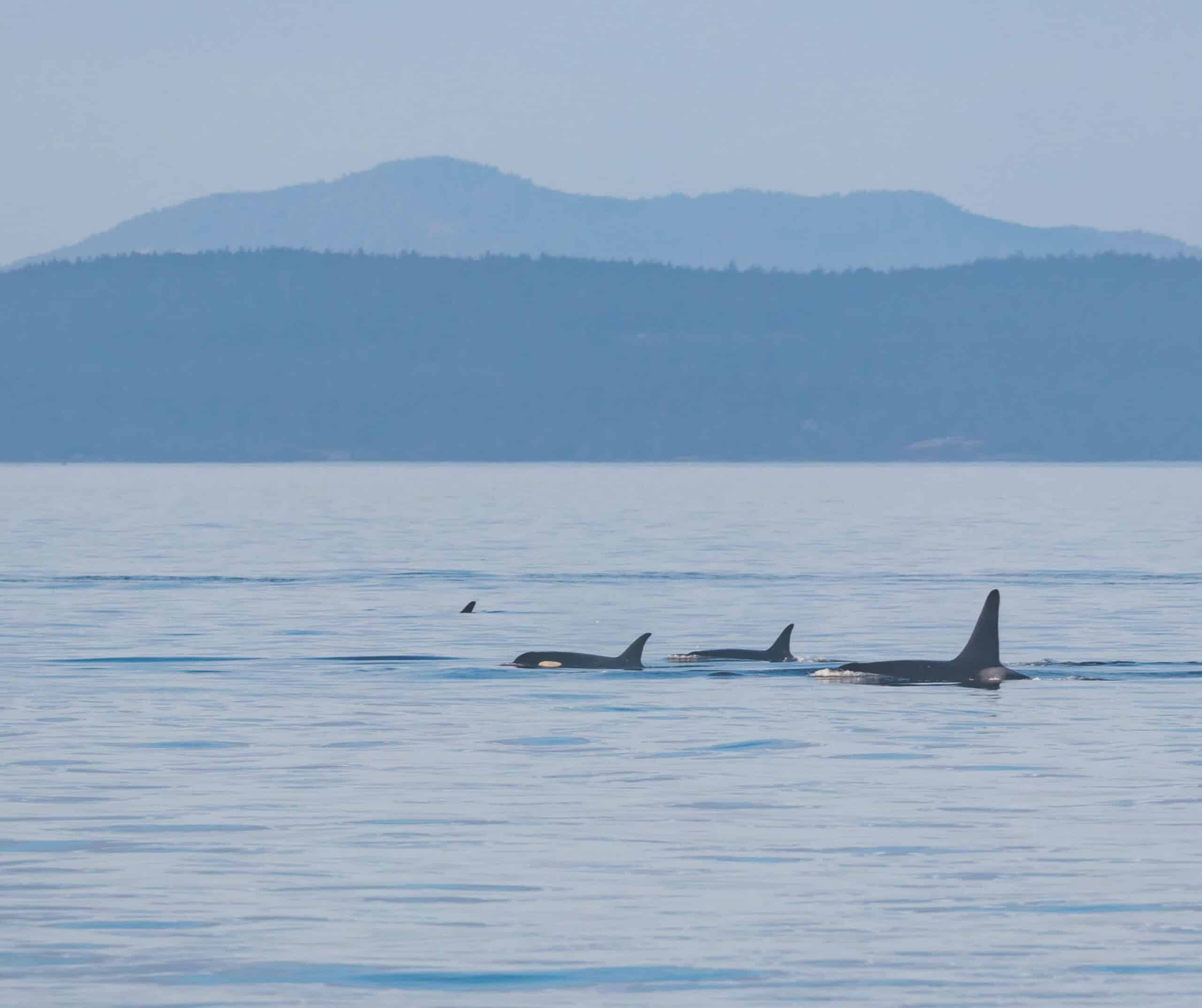Seattle whale watching tour