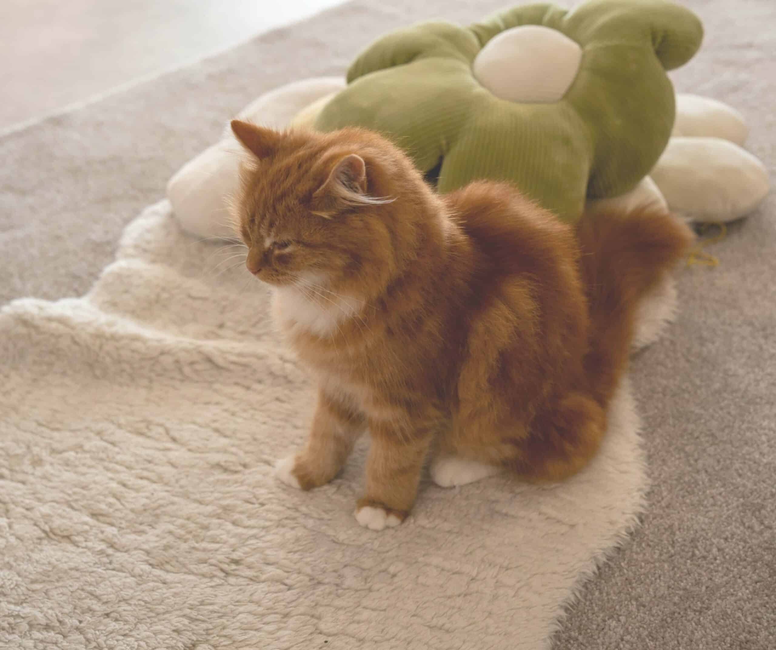 Ginger cat resting on a fleece blanket beside a green flower cushion at Kiko's Cat Cafe in Rye