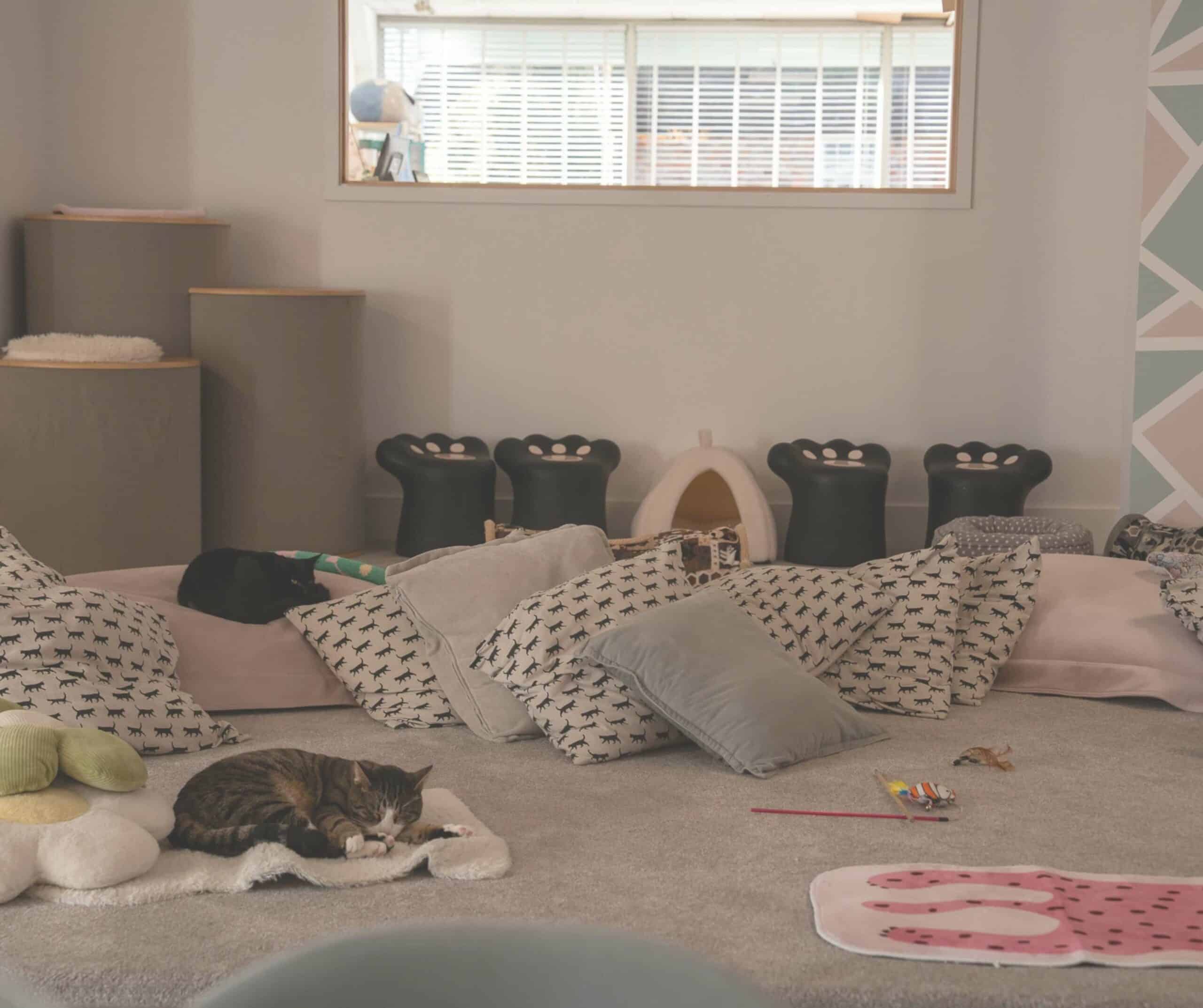 Playroom at Kiko's Cat Cafe in Rye with cat-print cushions, paw-shaped stools, cat trees, and two resting cats