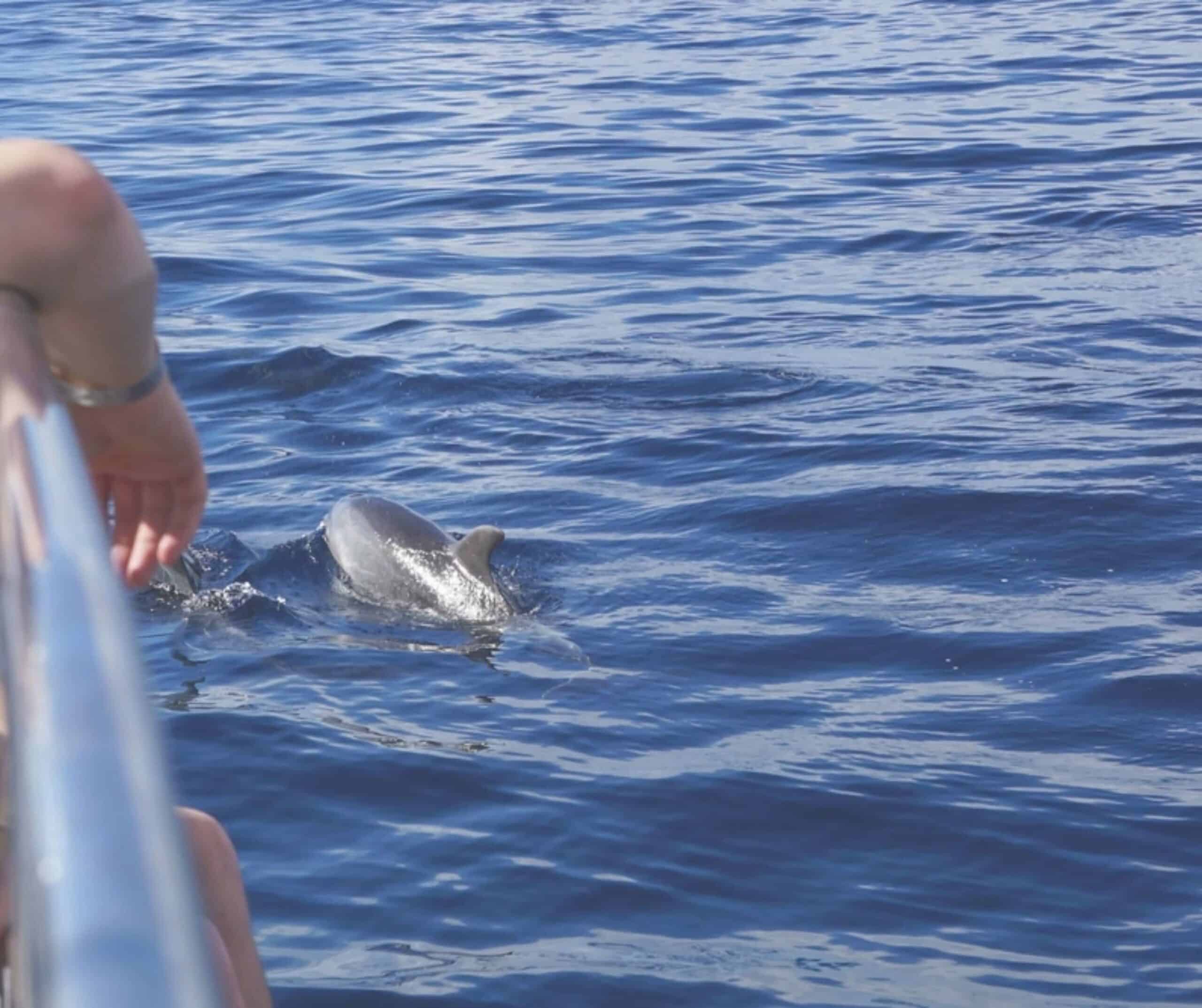 Dolphin surfacing beside a boat on a dolphin and whale watching trip off Fuerteventura