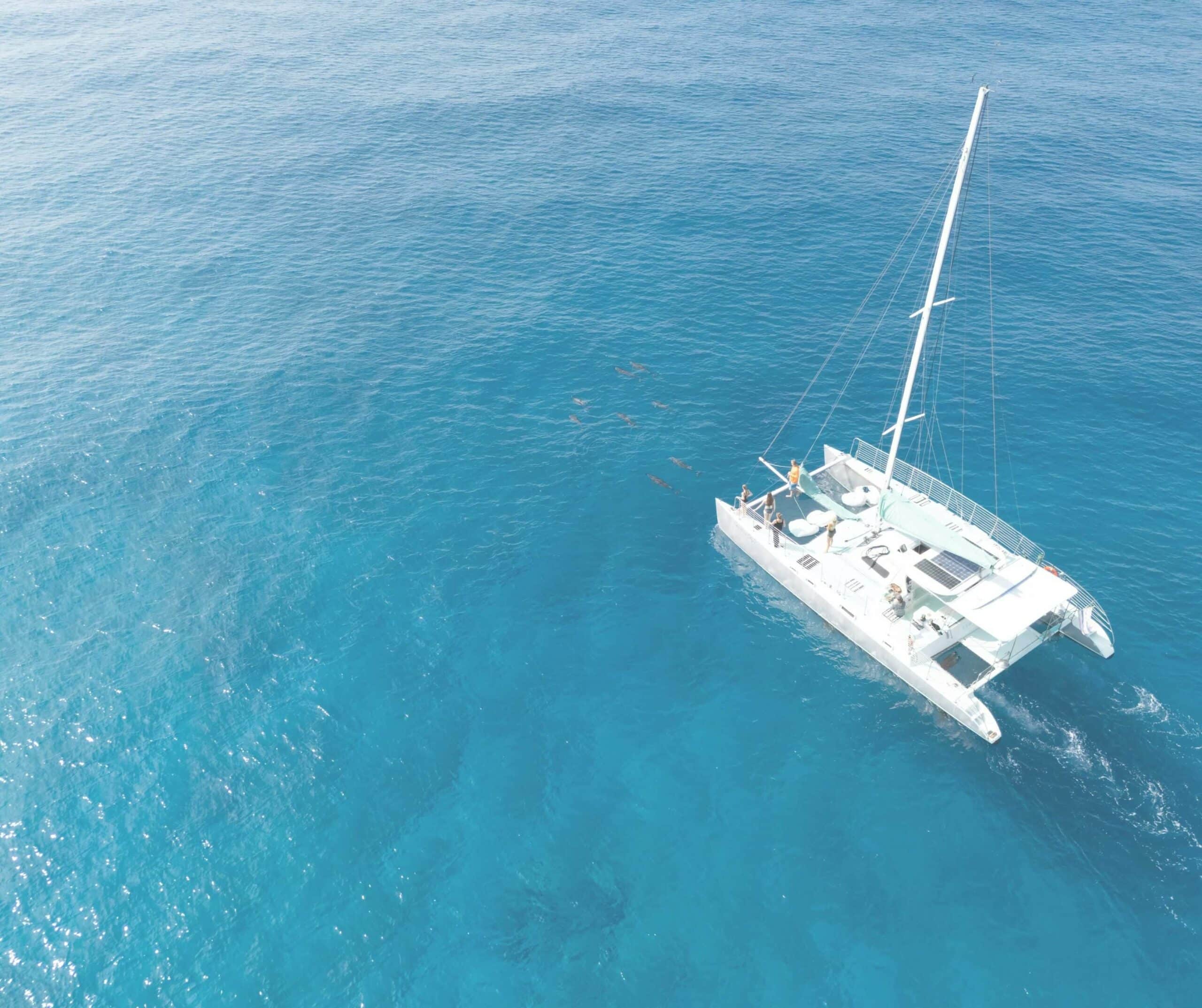Aerial view of a pod of dolphins swimming alongside a catamaran as guests watch from the deck
