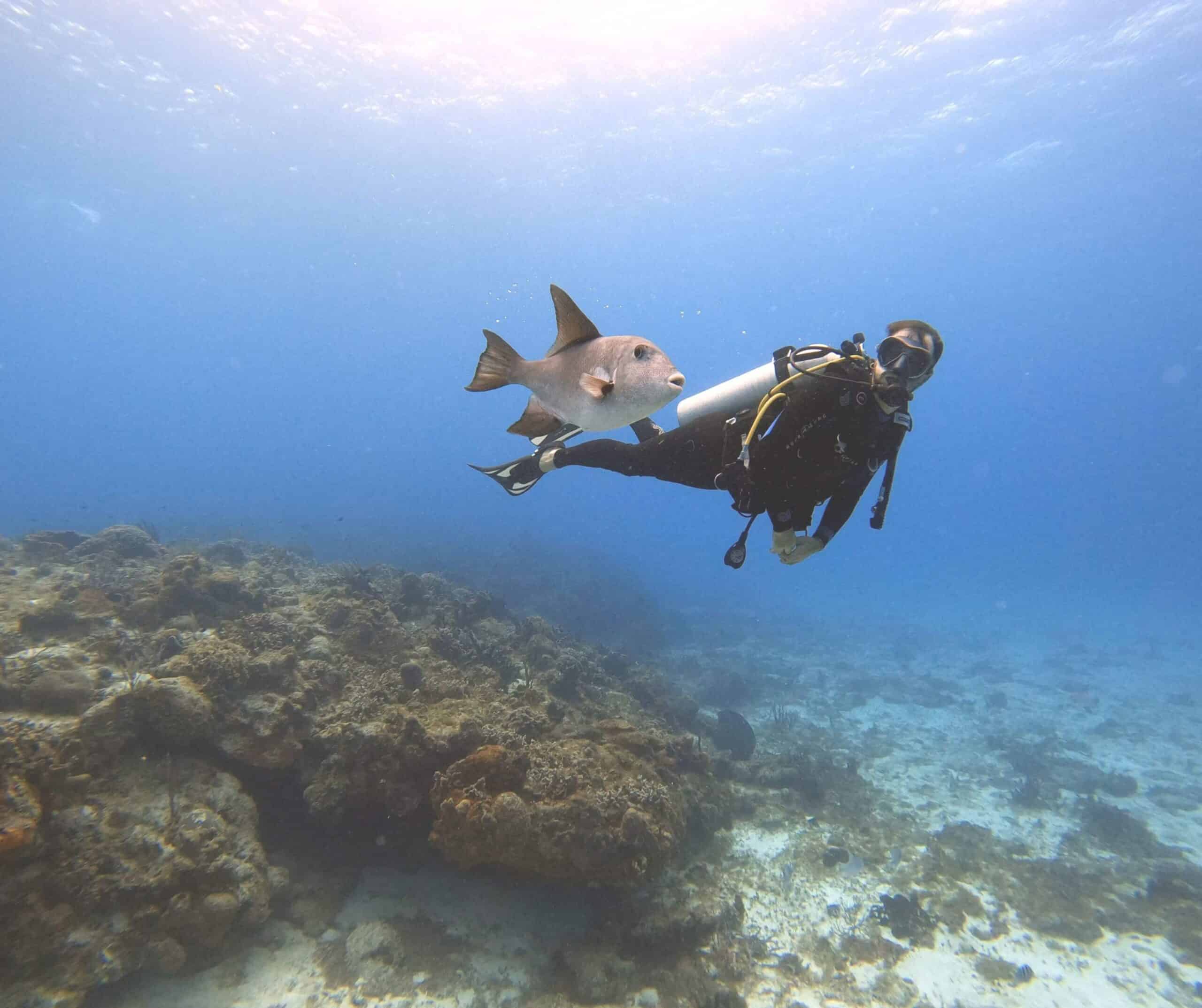Scuba diver swimming alongside a gray triggerfish over a rocky seabed in clear blue water